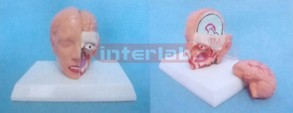 MIDDLE HEAD MODEL WITH HALF BRAIN (2PCS)